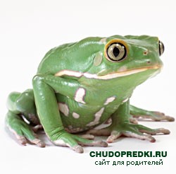 стихи про лягушек