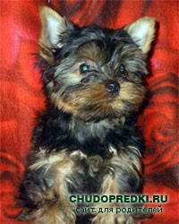 Щенки йоркширского терьера