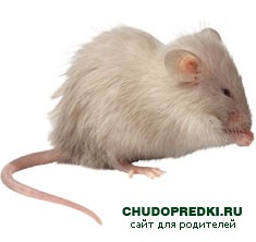 Народные приметы